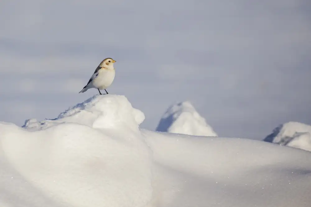 Costina, Mircea: Winter Loneliness