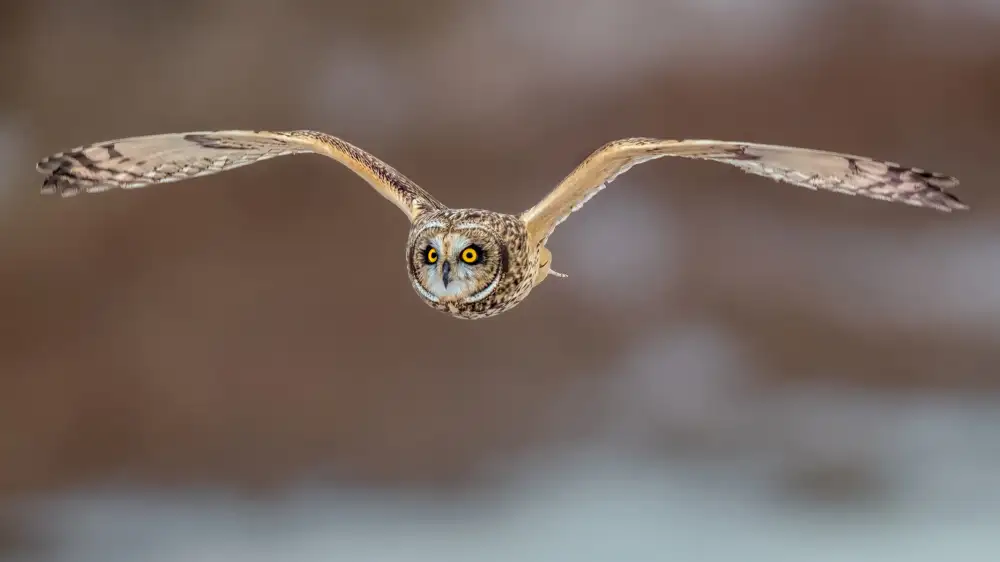 Zuo, Jun: Kurzohreule im Flug
