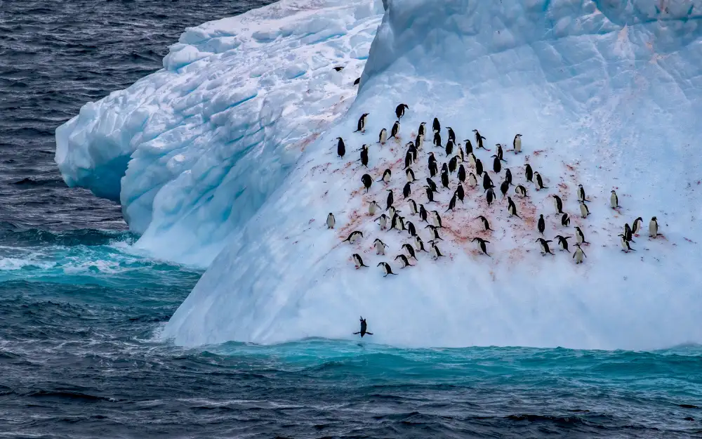 Liu, Ren Raymond: Pinguini felici sull'iceberg blu