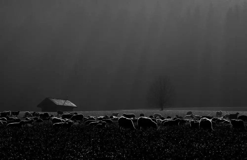 Marcel, Streiff: A foggy day