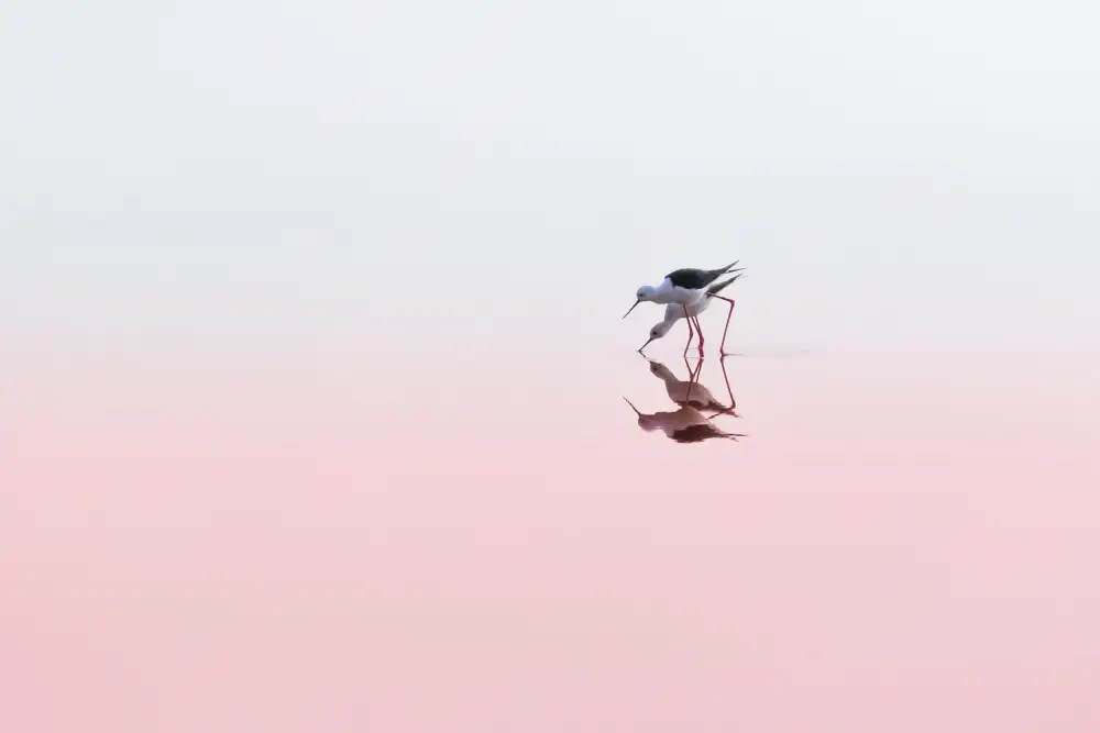 Rublina, Natalia: Black Winged Stilts