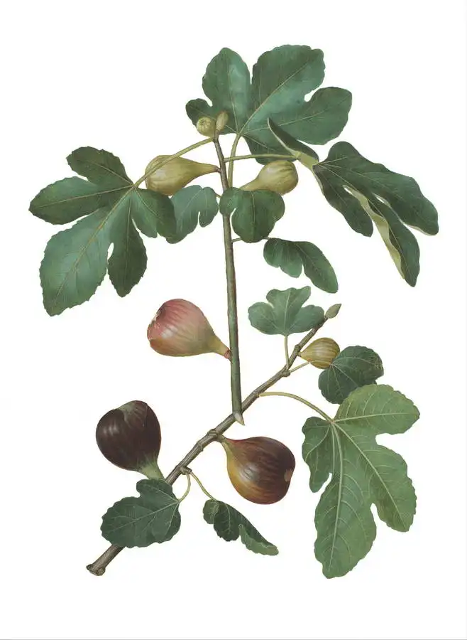 Holtzbecher, Johannes: Ficus carica