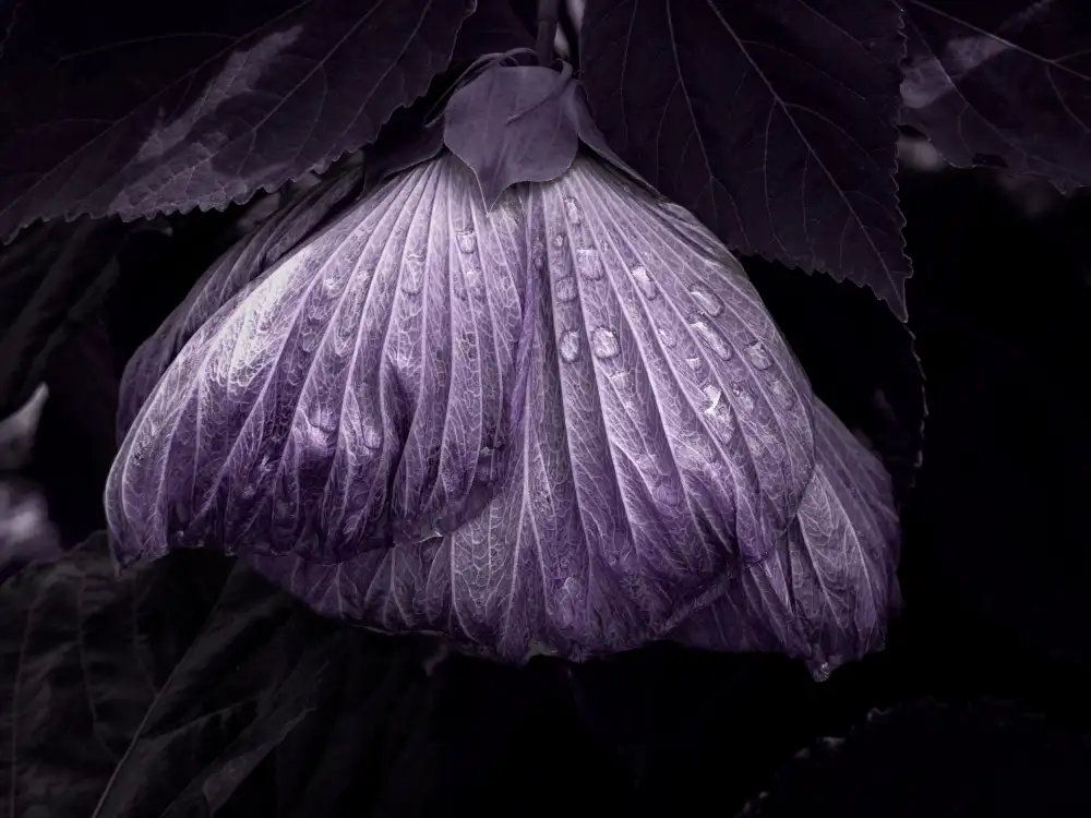 annehedelin: DrUps