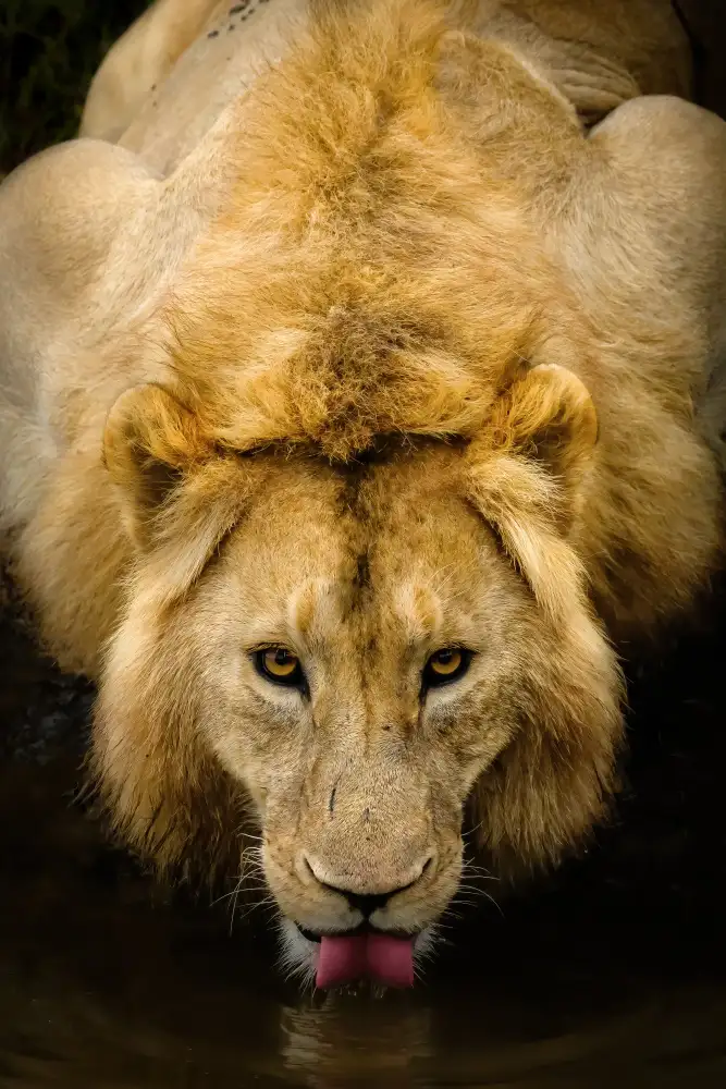 Adrian: The King