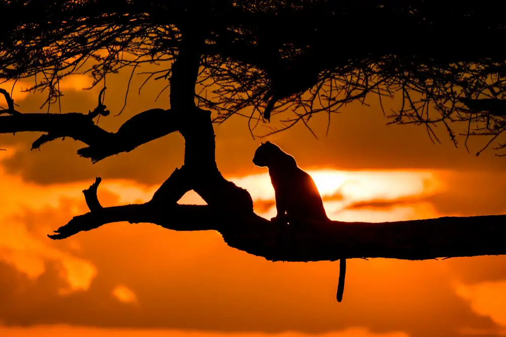 Adrian: Sunset cheetah silhouette