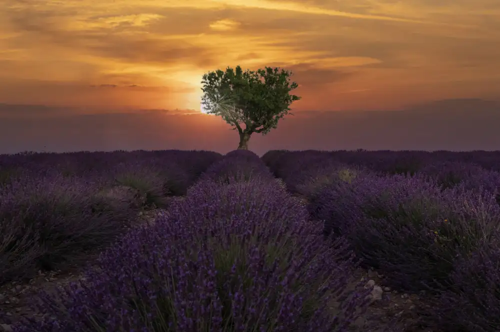 Zvelebil, Marketa: Sunrise in Valensole