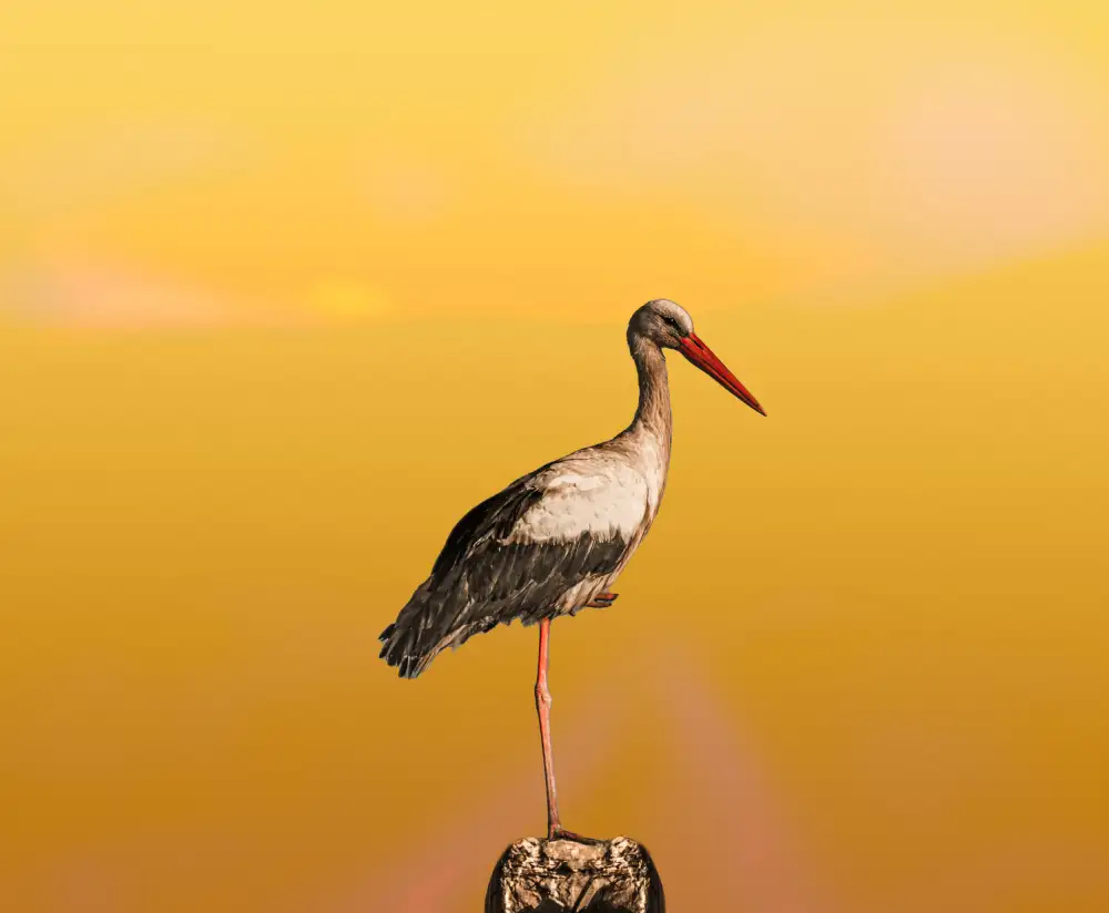 wail.Hamdane: L'unico uccello