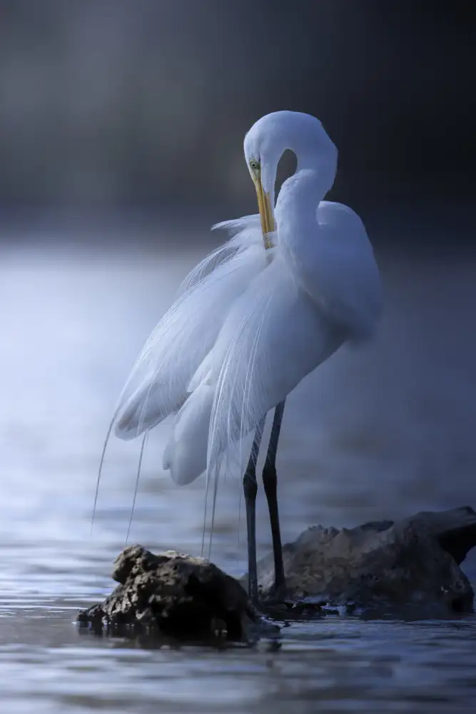 Tseng, Judy: For spring..