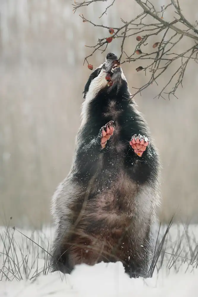 Firešová, Michaela: Badger with rosehips