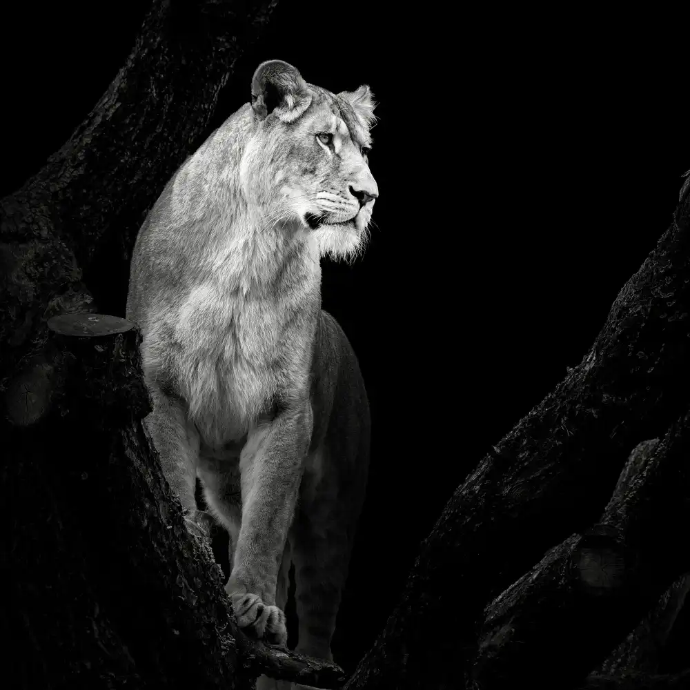 Meermann, Christian: Lioness