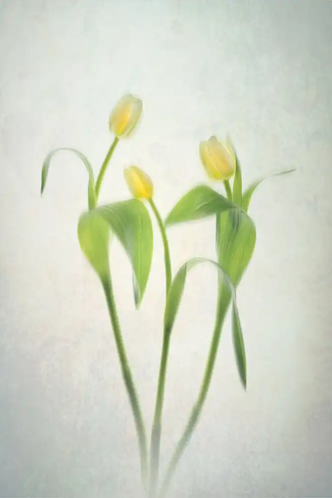 Jacobs, Lydia: Tulipes jaunes