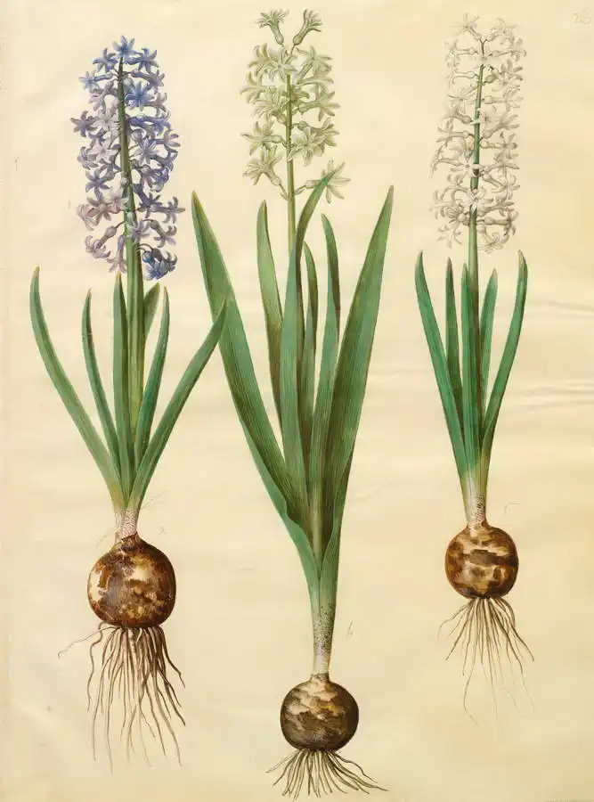 Holtzbecher, Johannes: Hyacinthoides orientalis simp et pl