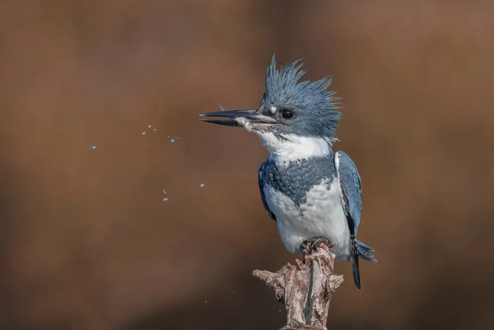 Wang, Max: Belted Kingfisher