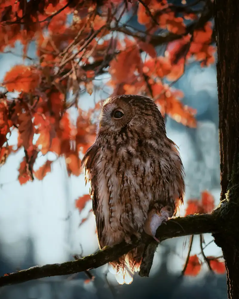 Firešová, Michaela: Resting owl with prey