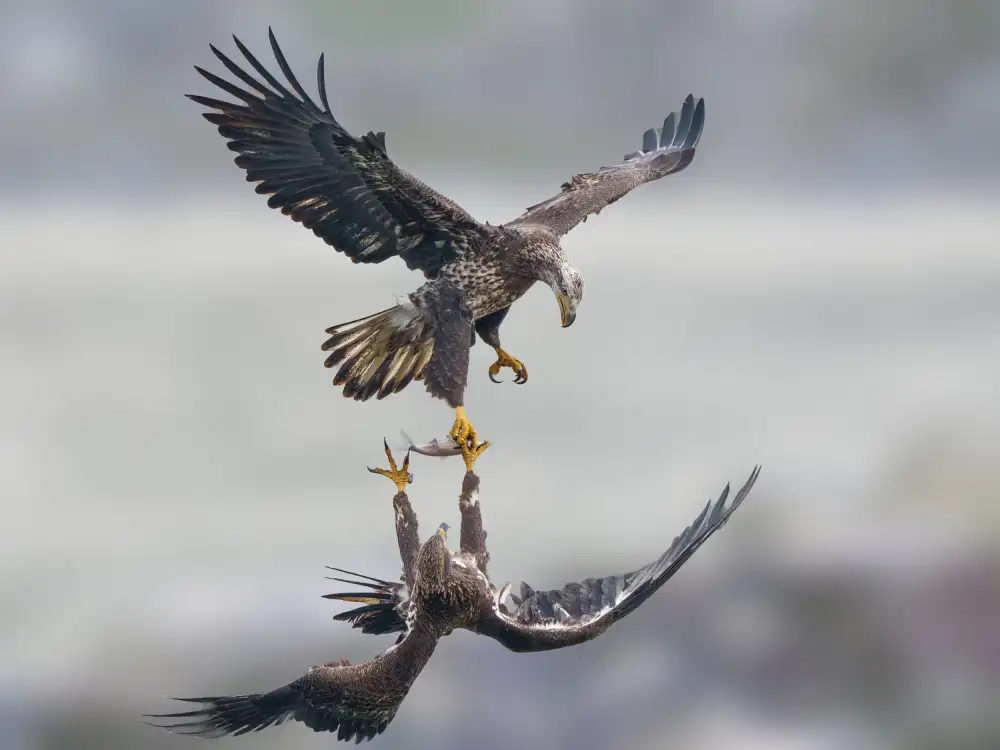 Liu, X. Bill: Snatching