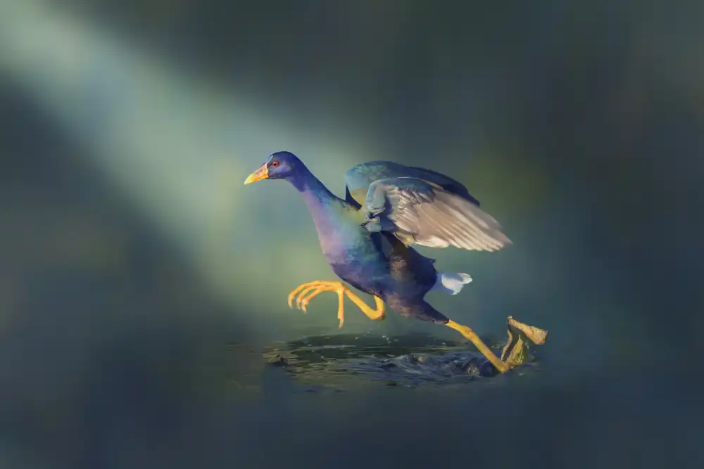 Zhao, Qing: Juvenile Purple Gallinule
