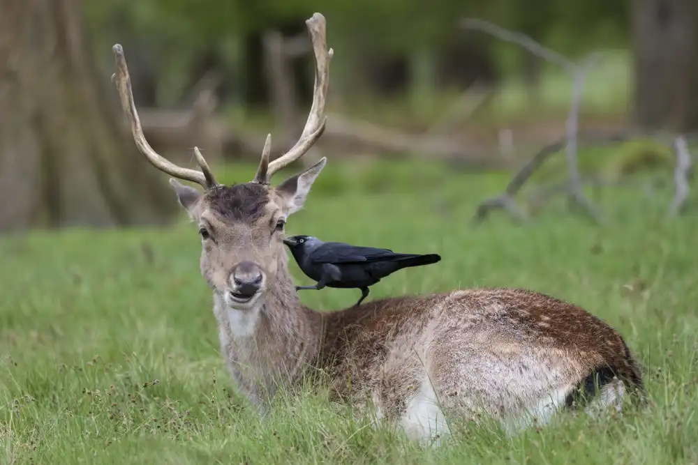 Bolla, Paolo: Fallow Deer