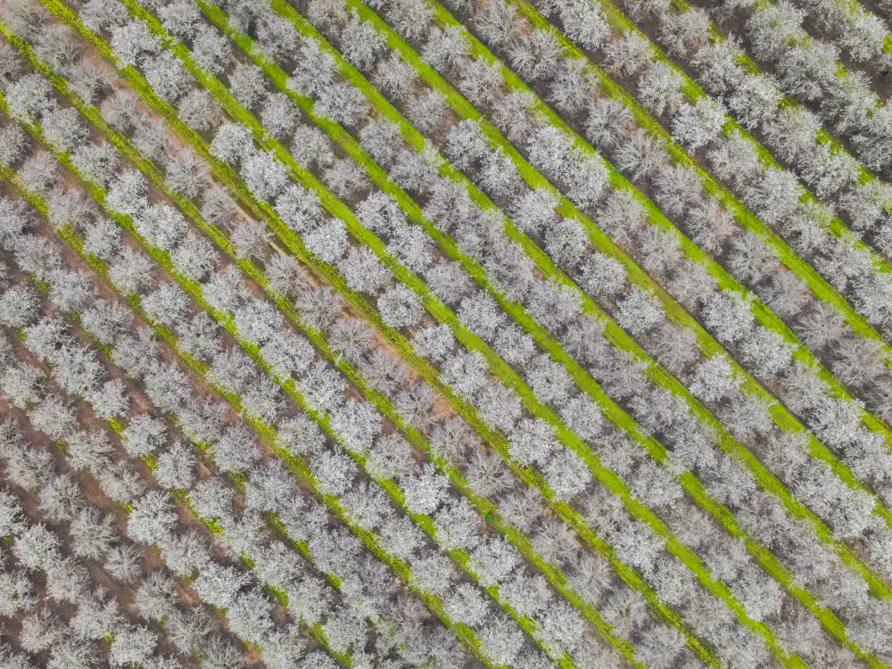 Telhami, Isam: blossom time  green lines