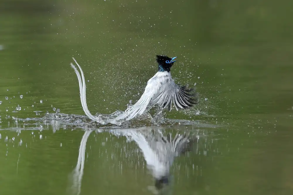 Lam, Gavin: Asijský ráj Flycatcher