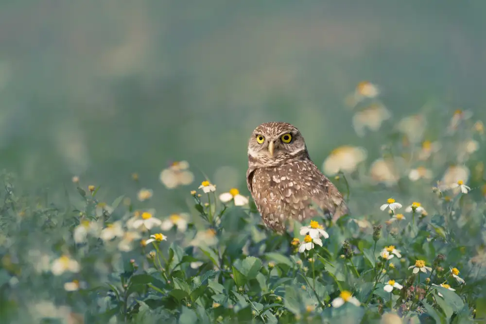 Zhao, Qing: Burrowing Owl
