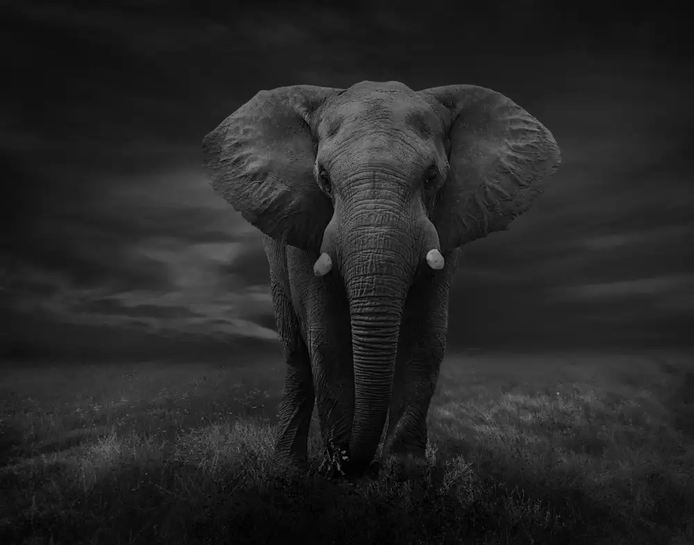 Wisniowska, Krystina: The Lonely Elephant