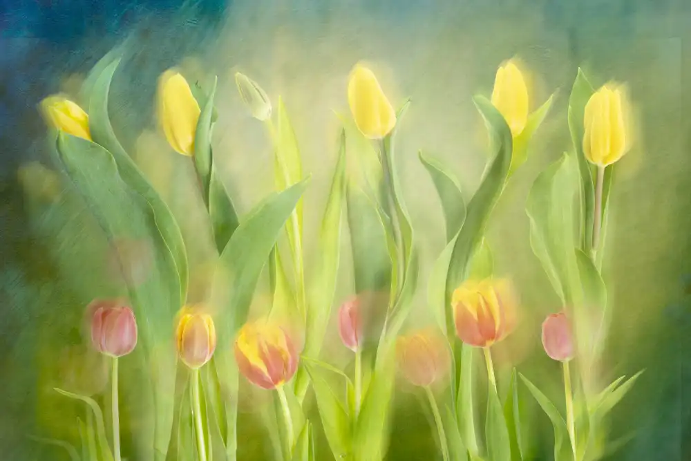 Son, van Greetje: Tančící tulipány