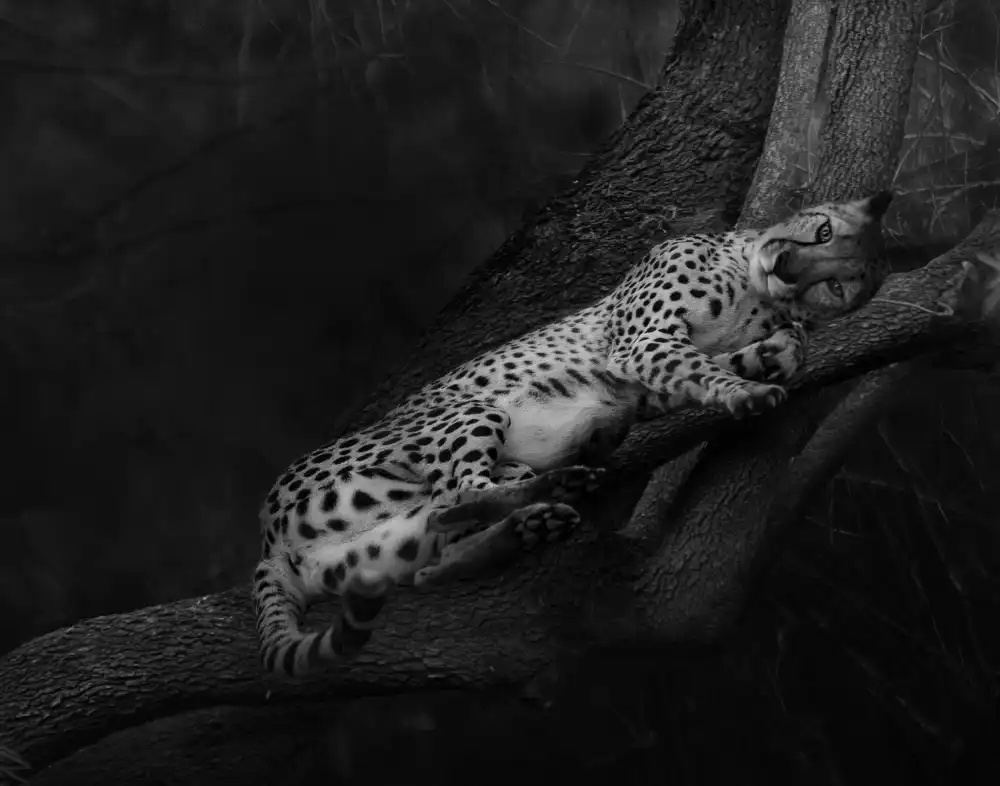 Wisniowska, Krystina: Resting Cheetah
