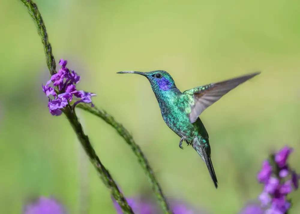 Chen, Li: Violetear