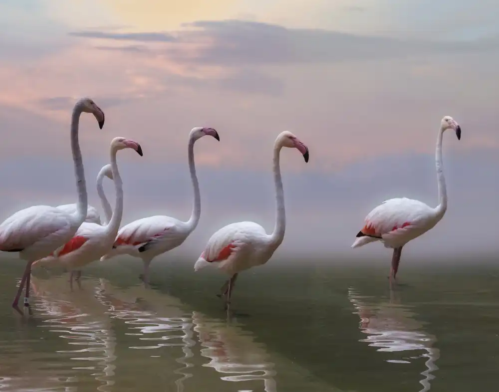 Wisniowska, Krystina: Flamingo Sunset