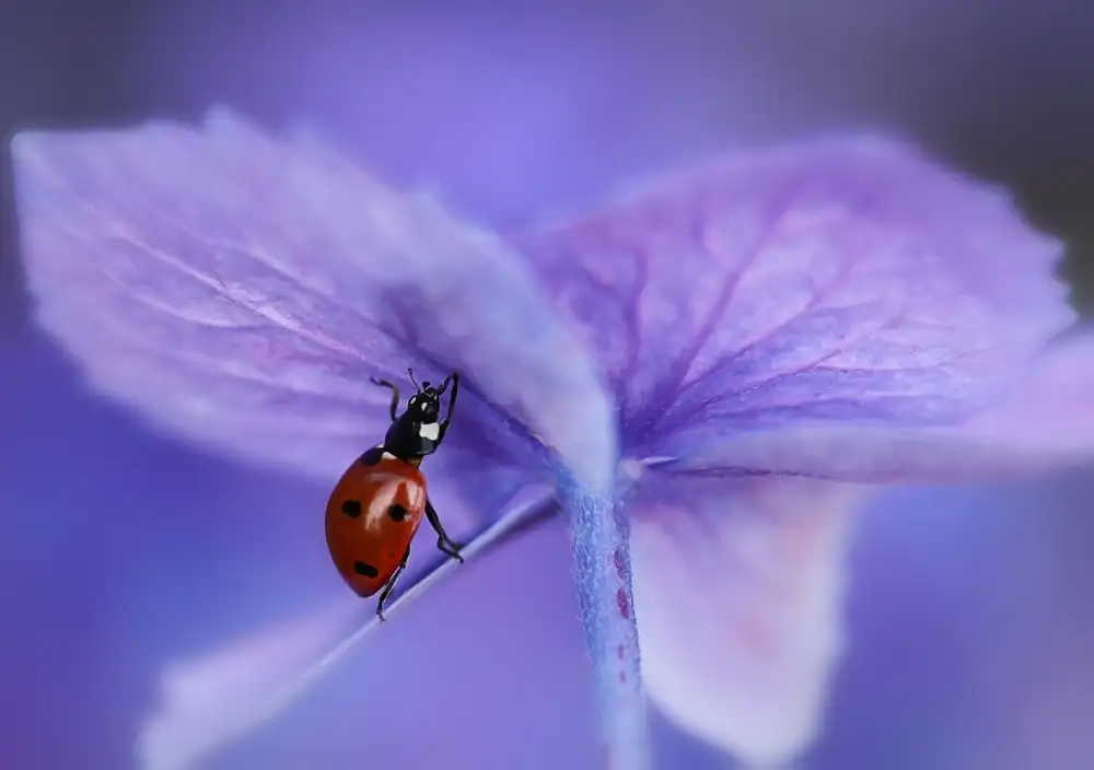 Deelen, van Ellen: Mariquita sobre hortensia morada