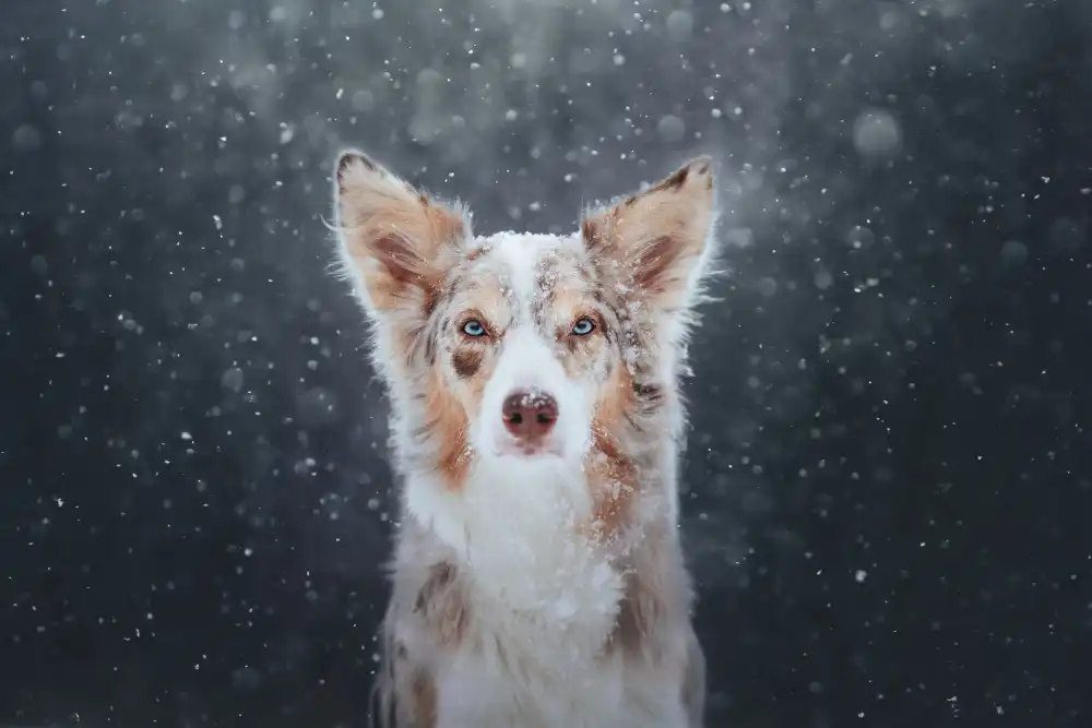 Shandor, Ve: Blizzard