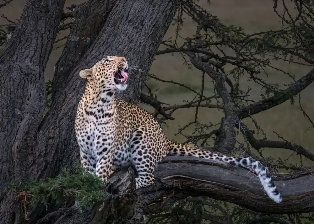 Chen, J. John: Leopard