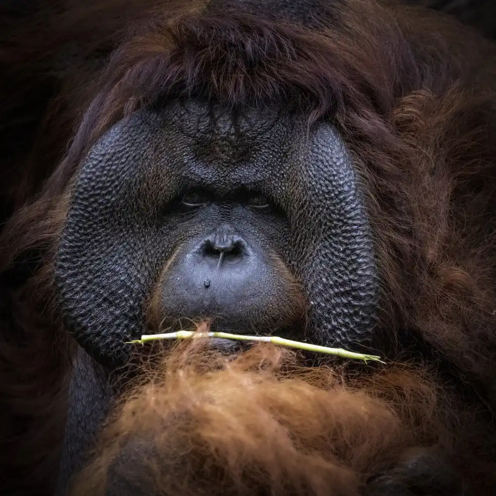 Widjaja, Sally: Orang-Utan