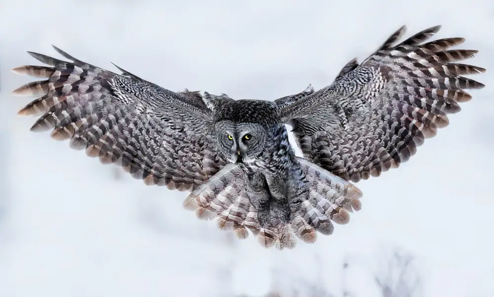 Zuo, Jun: Bartkauz im Flug