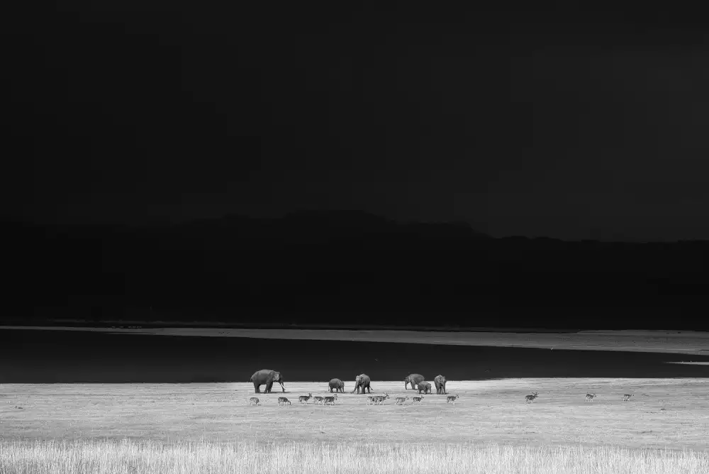 Swapnil: monochrome moods