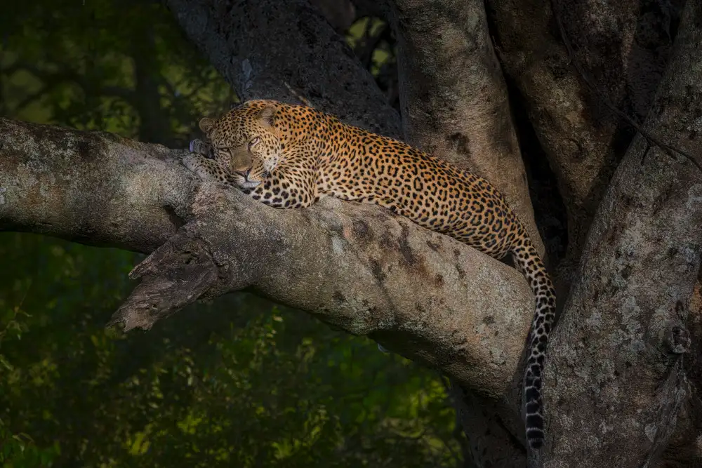 Marchegiani, Roberto: Leopard