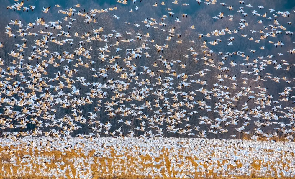 Zhang, Hannah: Snow Goose Migration