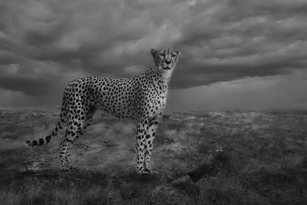 Wisniowska, Krystina: Alert Cheetah