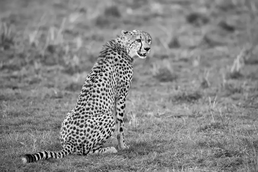 Pozzi, Marco: Gepard