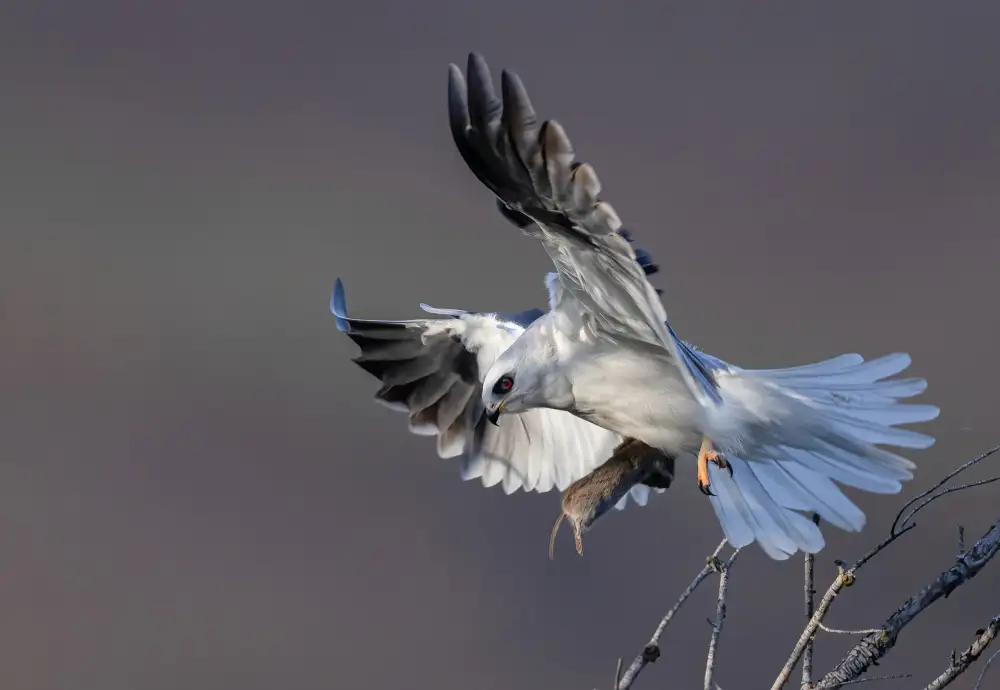 Huang, Johnson: White Tailed Kite