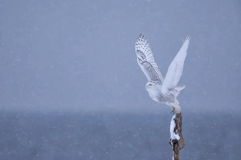 Wang, Max: A Snow Day