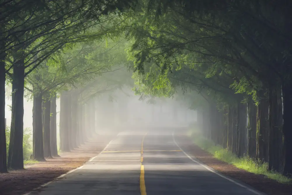Seo, Tiger: Foggy way