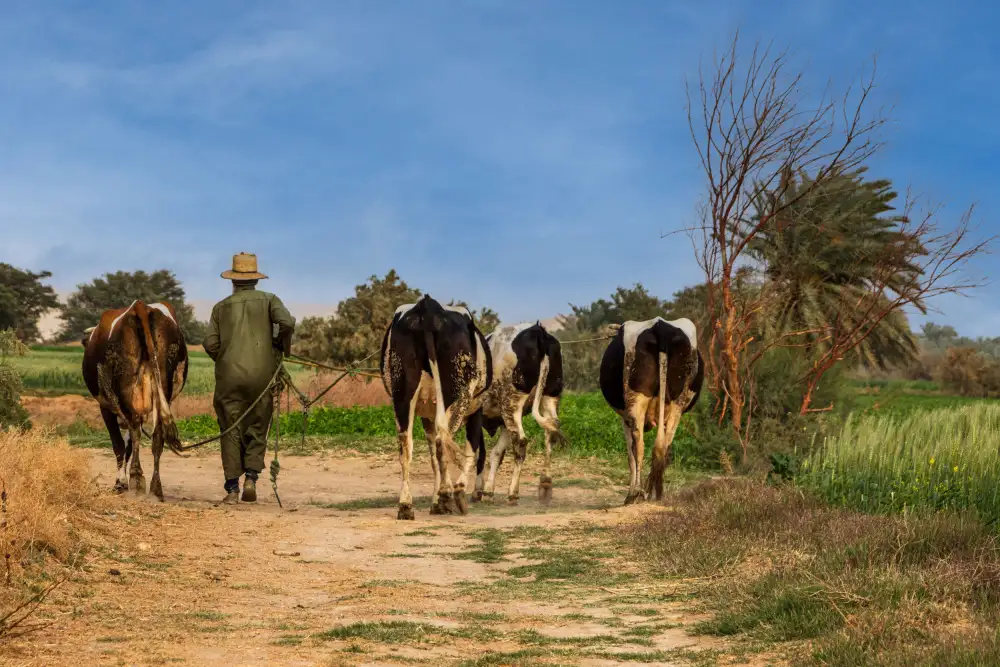 Ragab, Hesham: Bauernhof