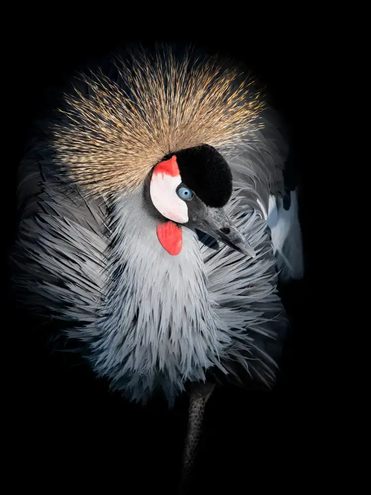 Guillemot, Mathilde: Grey Crowned Crane Portrait