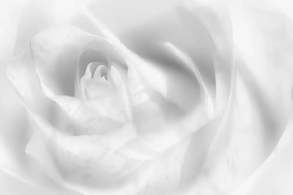 Pfeiffer, Peter: Accenno di rosa
