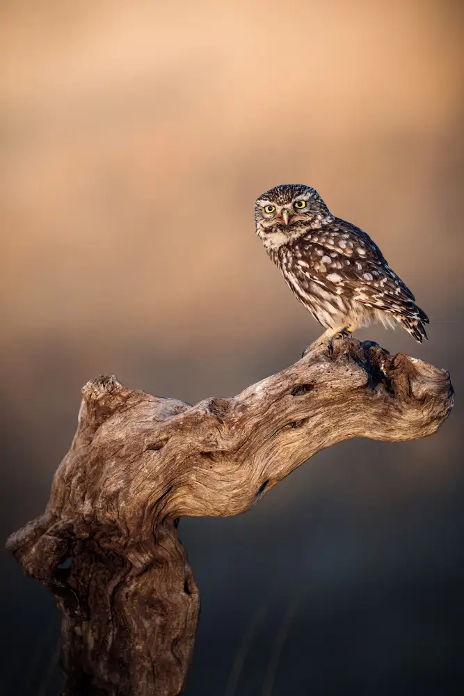 Renmyr, Magnus: Little owl