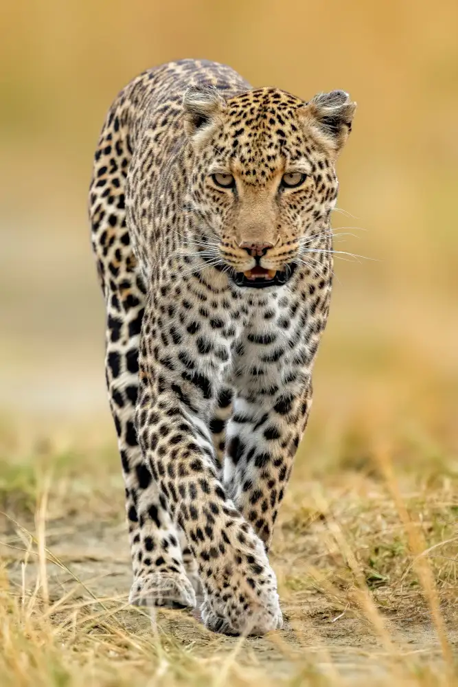 Elsheshtawy, Ahmed: leopard