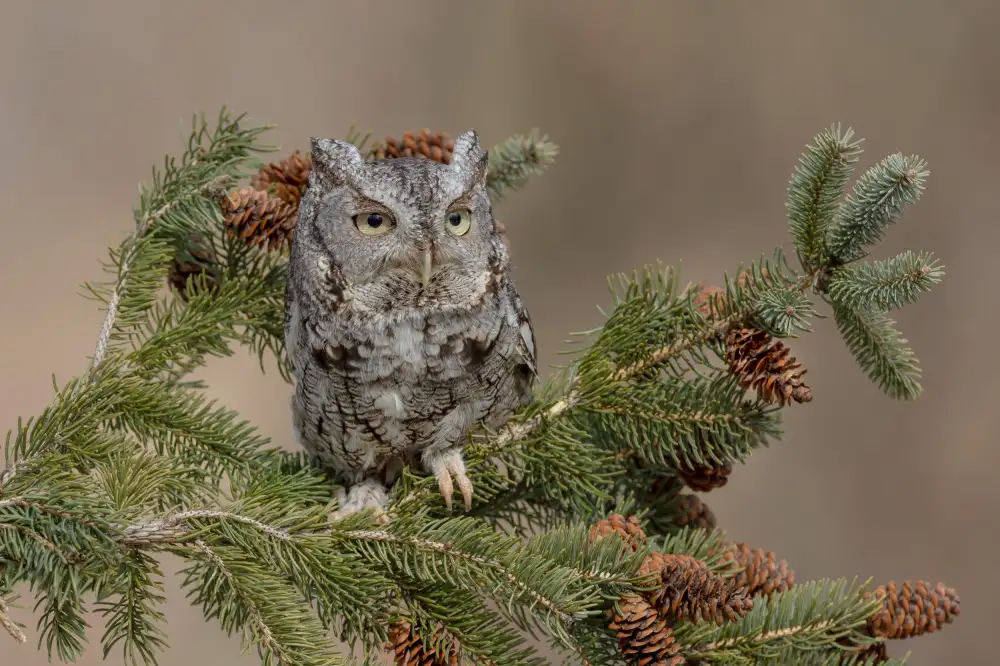 Wang, Max: Eastern Screech Owl (Grey Morph)