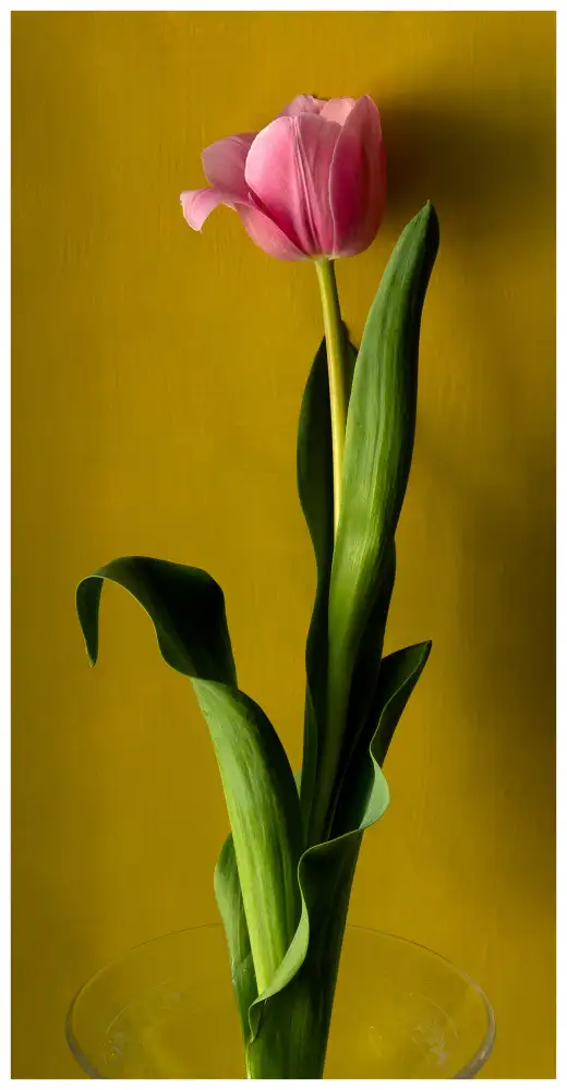 Malleray, de Delphine: Tulipán2