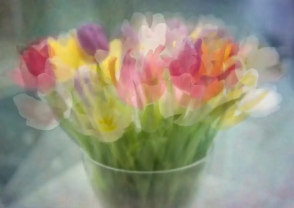 Holmström, Katarina: Tulpen